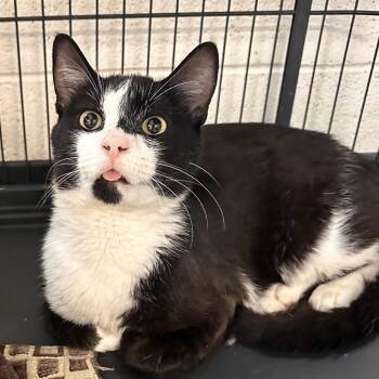 Dug -  Domestic Short Hair Cat for Adoption in Rocky Mount, Virginia - Dug | PetCurious