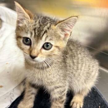 Justice -  Domestic Short Hair Cat for Adoption in Concord, North Carolina - Justice | PetCurious
