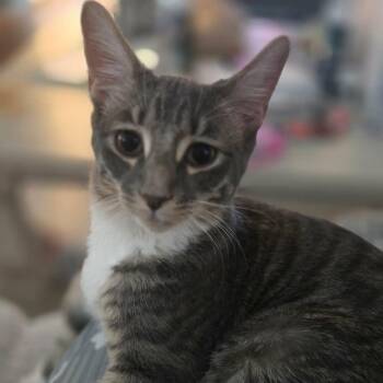 Bingo -  Domestic Short Hair Cat for Adoption in Vine Grove, Kentucky - Bingo | PetCurious
