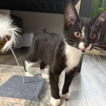 Bear -  Domestic Short Hair and Manx Cat for Adoption in Williston, Florida - Bear | PetCurious