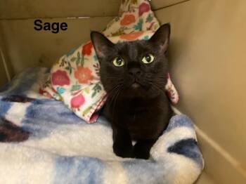 Rescue Domestic Short Hair Cats for Adoption in Pueblo, Colorado - Sage | PetCurious