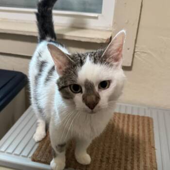 Endora -  Domestic Short Hair Cat for Adoption in Richland, Michigan - Endora | PetCurious