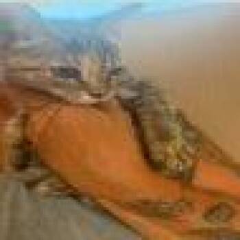Rev -  Domestic Short Hair Cat for Adoption in Pasadena, California - Rev | PetCurious