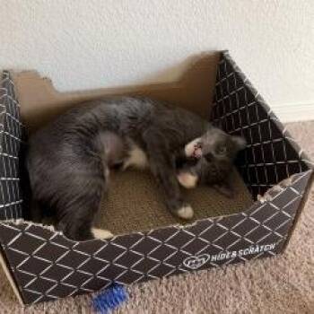 Domestic Short Hair Cats Available for Adoption in Tempe, Arizona - Chrissy | PetCurious