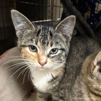 Mutiny -  Domestic Short Hair Cat for Adoption in Detroit Lakes, Minnesota - Mutiny | PetCurious
