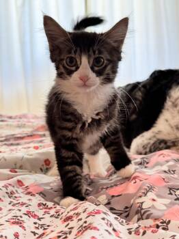 Rescue Domestic Medium Hair Cats for Adoption in Roberts Creek, British Columbia - Rose | PetCurious