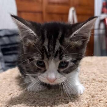 Domestic Short Hair Cats Available for Adoption in Eagle Mountain, Utah - Piccolini Gills | PetCurious