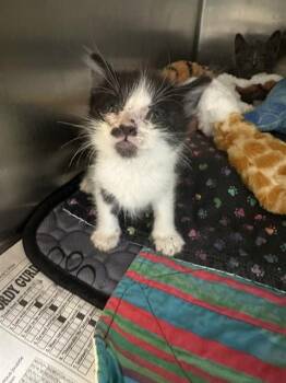 MIST -  Domestic Short Hair Cat for Adoption in Riverside, California - MIST | PetCurious