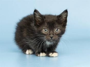 REN -  Domestic Short Hair Cat for Adoption in Phoenix, Arizona - REN | PetCurious