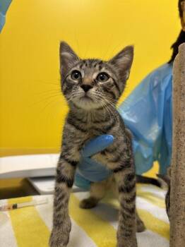 Daniela -  Domestic Short Hair Cat for Adoption in Raleigh, North Carolina - Daniela | PetCurious