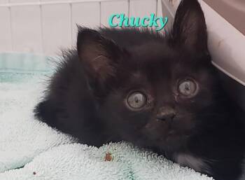 Snape -  Domestic Short Hair Cat for Adoption in Diamond Springs, California - Snape | PetCurious