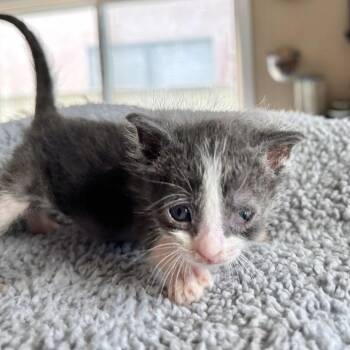 Domestic Short Hair Cats Available for Adoption in Westminster, California - Escutcheon | PetCurious