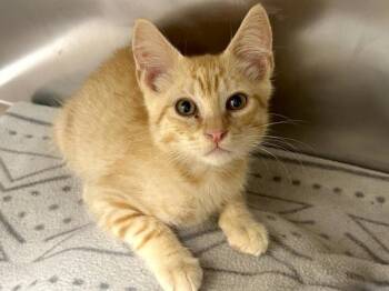 Carl -  Domestic Short Hair Cat for Adoption in Portland, Oregon - Carl | PetCurious