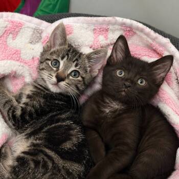 Zoom and Vroom -  Domestic Short Hair Cat for Adoption in Pontiac, Michigan - Zoom And Vroom | PetCurious