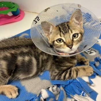 Worf -  Domestic Short Hair Cat for Adoption in Woodinville, Washington - Worf | PetCurious