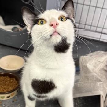 Domestic Short Hair Cats Available for Adoption in Houston, Texas - Milo | PetCurious