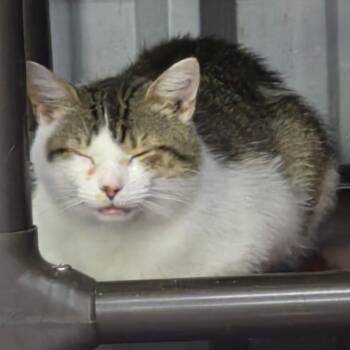 Azzie -  Domestic Short Hair Cat for Adoption in Snow Hill, North Carolina - Azzie | PetCurious