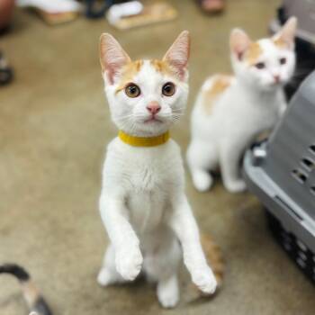 Briggs -  Domestic Short Hair Cat for Adoption in Woodbury, New Jersey - Briggs | PetCurious
