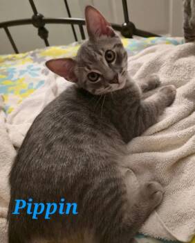 Rescue Domestic Short Hair Cats for Adoption in Baton Rouge, Louisiana - Pippin (courtesy Listing) | PetCurious
