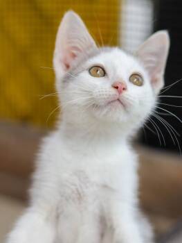Mongo -  Domestic Short Hair Cat for Adoption in Lewisburg, Tennessee - Mongo | PetCurious