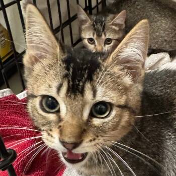 Rescue Domestic Short Hair Cats for Adoption in Chino Hills, California - Joshua (C000-661) - Costa Mesa Location | PetCurious
