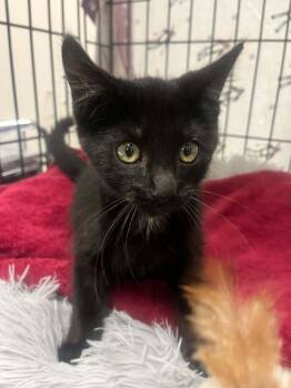 Mochi Wi. -  Domestic Short Hair Cat for Adoption in West Peoria, Illinois - Mochi Wi. | PetCurious
