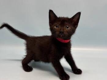 Urchin -  Domestic Short Hair Cat for Adoption in Golden Valley, Minnesota - Urchin | PetCurious