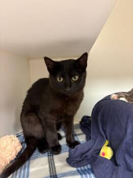 Domestic Medium Hair Cats Available for Adoption - Garrett (jared) | PetCurious