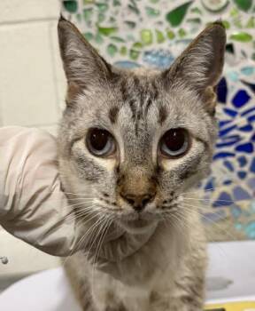 SNOWMAN -  Domestic Short Hair Cat for Adoption in Pensacola, Florida - SNOWMAN | PetCurious