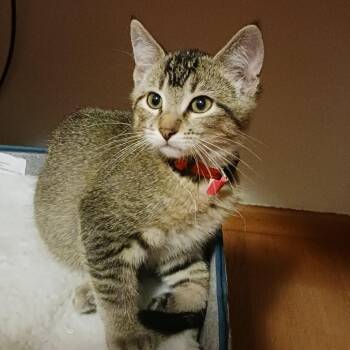Rescue Domestic Short Hair Cats for Adoption in Troy, Illinois - Grumpy | PetCurious