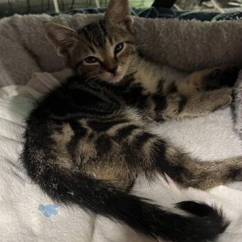 Twix -  Domestic Short Hair Cat for Adoption - Twix | PetCurious
