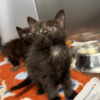 Sunshine -  Domestic Short Hair Cat for Adoption in Martinsville, Virginia - Sunshine | PetCurious