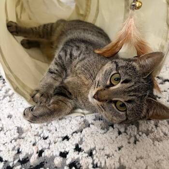 Domestic Short Hair Cats Available for Adoption - Keena | PetCurious