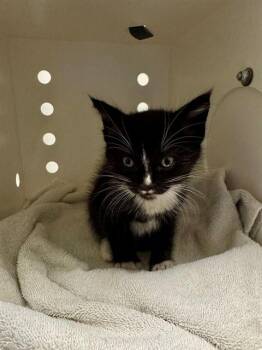 Domestic Short Hair Cats Available for Adoption in Ontario, California - BUCKY | PetCurious