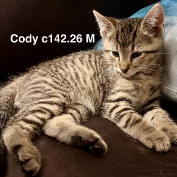 Foster Cody -  Domestic Short Hair and Tiger Cat for Adoption in Batavia, New York - Foster Cody | PetCurious