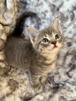 Elmer -  Domestic Short Hair Cat for Adoption in Port Washington, Wisconsin - Elmer | PetCurious