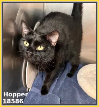 Domestic Short Hair Cats Available for Adoption in Marietta, Georgia - HOPPER | PetCurious