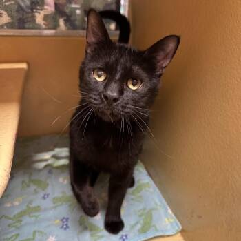 Yuri -  Domestic Short Hair Cat for Adoption in Spokane, Washington - Yuri | PetCurious