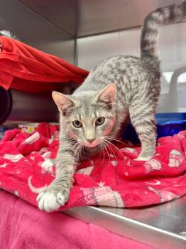 Columbia -  Domestic Short Hair Cat Available for Adoption in Midland, Michigan - Columbia | PetCurious