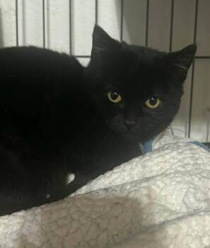 Domestic Short Hair Cats Available for Adoption - Willow | PetCurious