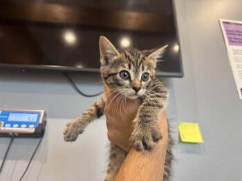 ROO -  Domestic Short Hair Cat for Adoption in Rowlett, Texas - ROO | PetCurious