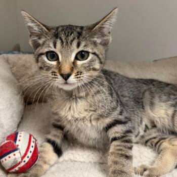 Neytiri -  Domestic Short Hair Cat for Adoption in Stillwater, Oklahoma - Neytiri | PetCurious