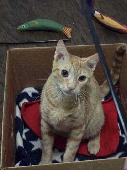 Rescue Domestic Short Hair Cats for Adoption in Zephyrhills, Florida - Crimson (new) | PetCurious