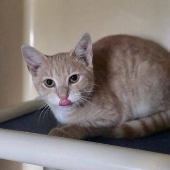 Brew -  Domestic Short Hair Cat for Adoption in Lexington, Kentucky - Brew | PetCurious