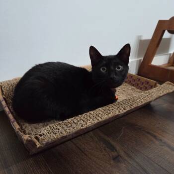 Rescue Domestic Short Hair Cats for Adoption in Johnstown, Pennsylvania - Mila | PetCurious