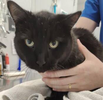 El Tre -  Domestic Short Hair Cat for Adoption in Lafayette, Indiana - El Tre | PetCurious