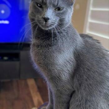 Lord Grayson -  Russian Blue Cat for Adoption in Tampa, Florida - Lord Grayson | PetCurious