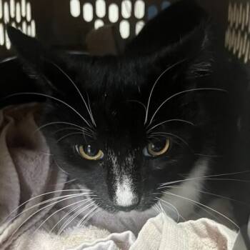 Rescue Domestic Short Hair Cats for Adoption in Seven Valleys, Pennsylvania - Boots | PetCurious