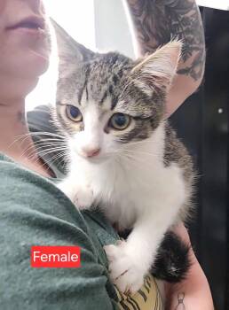 Rescue Domestic Short Hair Cats for Adoption in Olney, Illinois - Cloudy | PetCurious