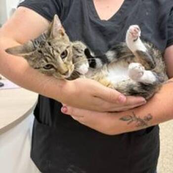 Ford -  Domestic Short Hair Cat for Adoption in Donalsonville, Georgia - Ford | PetCurious